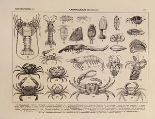 Atlas of Brazilian Wildlife Pl04 - Rodolpho von Ihering — artwork view
