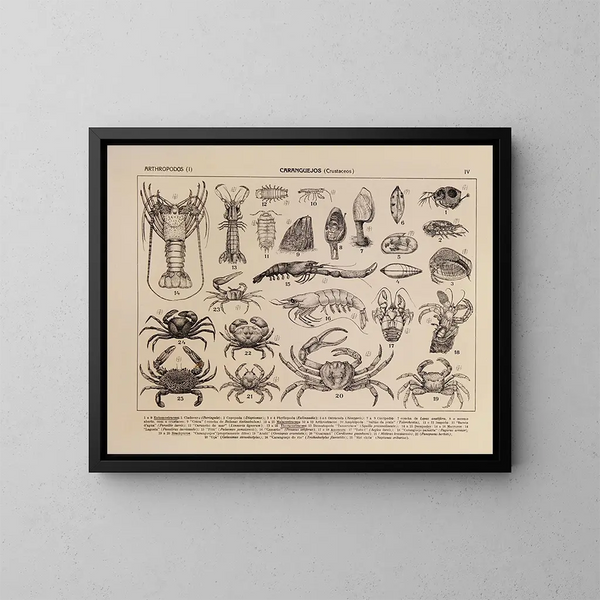 Atlas of Brazilian Wildlife Pl04 - Rodolpho von Ihering — framed artwork on a wall