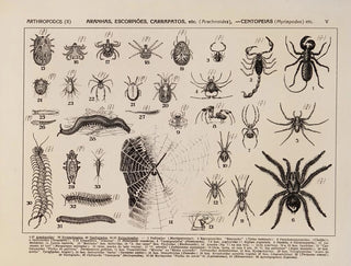 Atlas de la faune du Brésil Pl05 - Rodolpho von Ihering — artwork view
