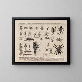 Atlas de la faune du Brésil Pl05 - Rodolpho von Ihering — framed artwork on a wall