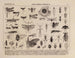 Atlas of Brazil's Wildlife Painting Pl06 - Rodolpho von Ihering — artwork view