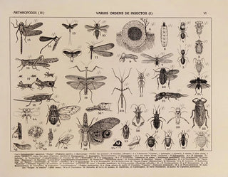 Atlas of Brazil's Wildlife Painting Pl06 - Rodolpho von Ihering — artwork view