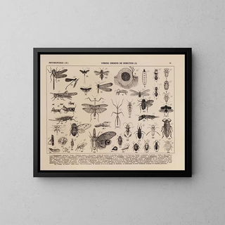 Atlas of Brazil's Wildlife Painting Pl06 - Rodolpho von Ihering — framed artwork on a wall