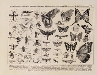 Atlas de la faune du Brésil Pl07 - Rodolpho von Ihering — artwork view