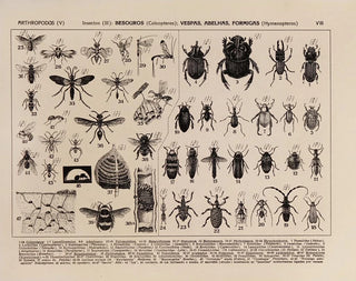 Atlas of Brazil's Wildlife Pl08 - Rodolpho von Ihering — artwork view