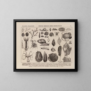 Atlas of Brazil's Wildlife Map Pl09 - Rodolpho von Ihering — framed artwork on a wall
