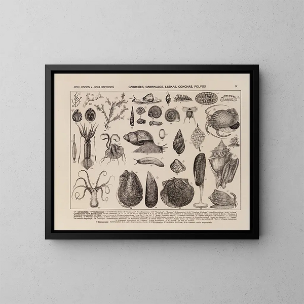 Atlas of Brazil's Wildlife Map Pl09 - Rodolpho von Ihering — framed artwork on a wall