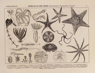 Atlas de la faune du Brésil Pl10 - Rodolpho von Ihering — artwork view