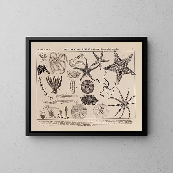 Atlas de la faune du Brésil Pl10 - Rodolpho von Ihering — framed artwork on a wall