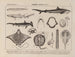 Atlas of the Brazilian Wildlife Pl11 - Rodolpho von Ihering — artwork view