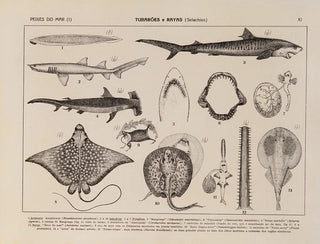 Atlas of the Brazilian Wildlife Pl11 - Rodolpho von Ihering — artwork view