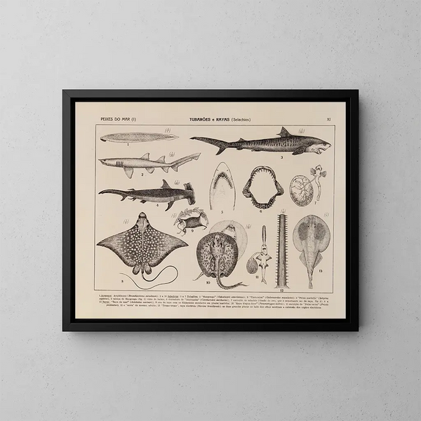 Atlas of the Brazilian Wildlife Pl11 - Rodolpho von Ihering — framed artwork on a wall