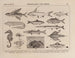 Atlas de la faune du Brésil Pl12 - Rodolpho von Ihering — artwork view