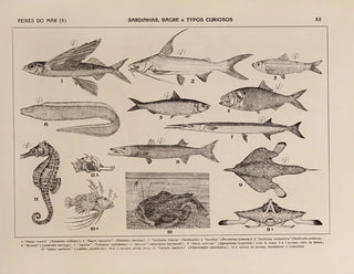 Atlas de la faune du Brésil Pl12 - Rodolpho von Ihering — artwork view