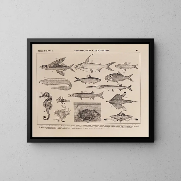 Atlas de la faune du Brésil Pl12 - Rodolpho von Ihering — framed artwork on a wall