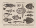 Atlas of the Brazil Wildlife Map Pl13 - Rodolpho von Ihering — artwork view