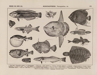 Atlas of the Brazil Wildlife Map Pl13 - Rodolpho von Ihering — artwork view