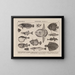 Atlas of the Brazil Wildlife Map Pl13 - Rodolpho von Ihering — framed artwork on a wall