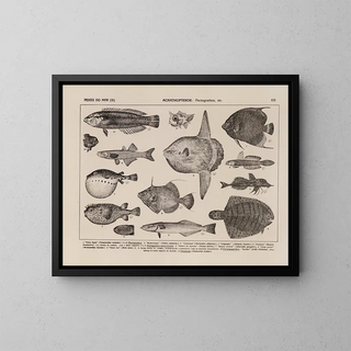 Atlas of the Brazil Wildlife Map Pl13 - Rodolpho von Ihering — framed artwork on a wall