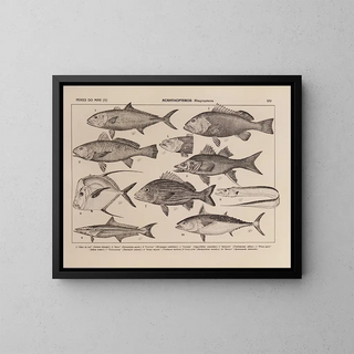 Atlas de la faune du Brésil Pl14 - Rodolpho von Ihering — framed artwork on a wall
