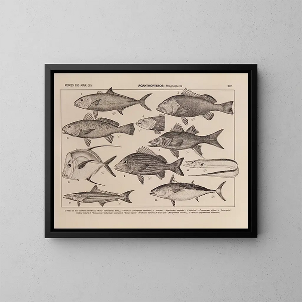 Atlas de la faune du Brésil Pl14 - Rodolpho von Ihering — framed artwork on a wall