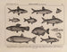 Atlas of Brazil's Wildlife Pl16 - Rodolpho von Ihering — artwork view