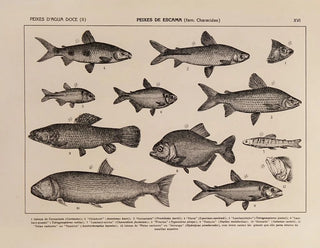 Atlas of Brazil's Wildlife Pl16 - Rodolpho von Ihering — artwork view