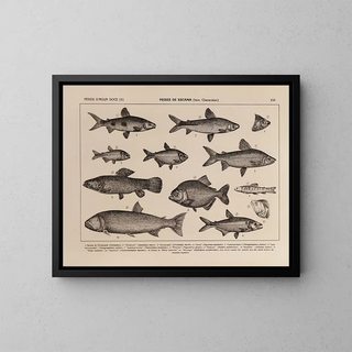 Atlas of Brazil's Wildlife Pl16 - Rodolpho von Ihering — framed artwork on a wall