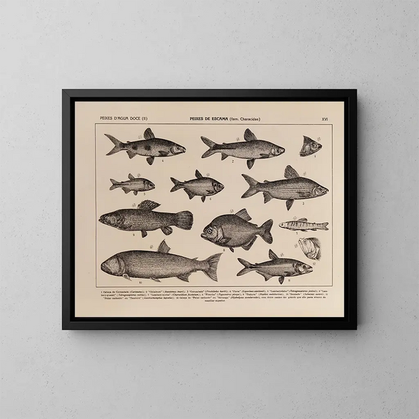 Atlas of Brazil's Wildlife Pl16 - Rodolpho von Ihering — framed artwork on a wall