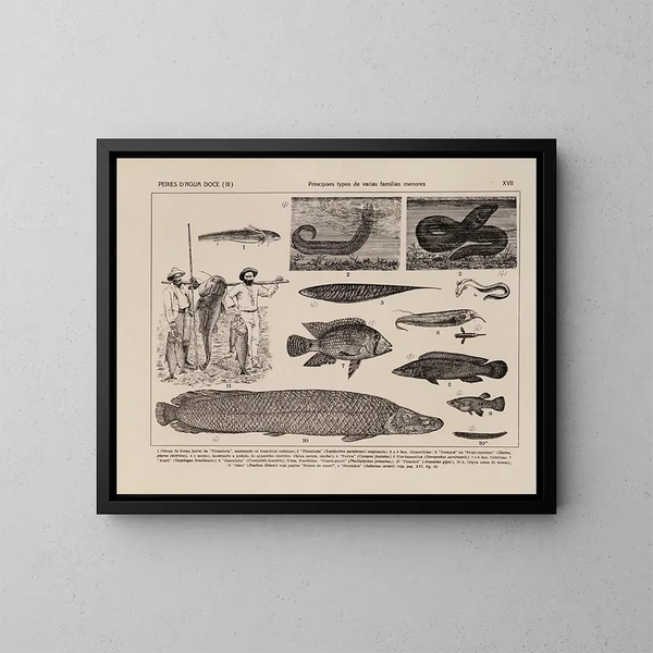 Atlas de la faune du Brésil Pl17 - Rodolpho von Ihering — framed artwork on a wall