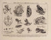 Atlas de la faune du Brésil Pl18 - Rodolpho von Ihering — artwork view