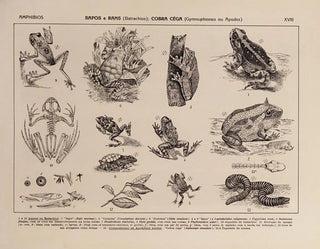 Atlas de la faune du Brésil Pl18 - Rodolpho von Ihering — artwork view