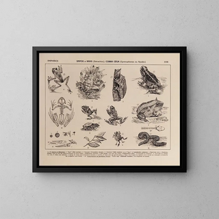 Atlas de la faune du Brésil Pl18 - Rodolpho von Ihering — framed artwork on a wall
