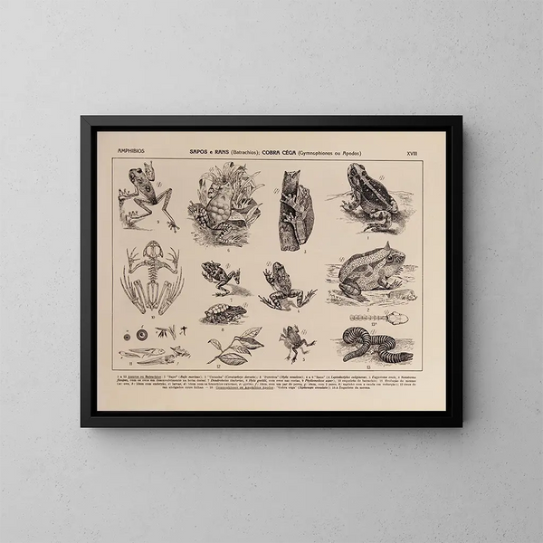 Atlas de la faune du Brésil Pl18 - Rodolpho von Ihering — framed artwork on a wall