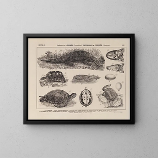 Atlas de la faune du Brésil Pl19 - Rodolpho von Ihering — framed artwork on a wall