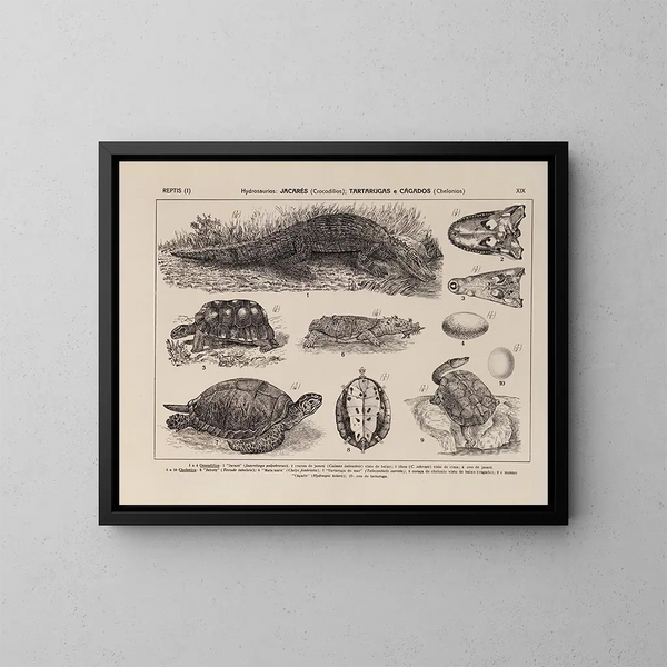Atlas de la faune du Brésil Pl19 - Rodolpho von Ihering — framed artwork on a wall