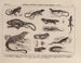 Atlas of the Brazilian Wildlife Pl20 - Rodolpho von Ihering — artwork view