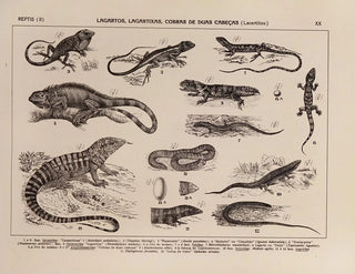 Atlas of the Brazilian Wildlife Pl20 - Rodolpho von Ihering — artwork view