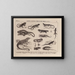 Atlas of the Brazilian Wildlife Pl20 - Rodolpho von Ihering — framed artwork on a wall
