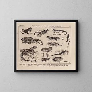 Atlas of the Brazilian Wildlife Pl20 - Rodolpho von Ihering — framed artwork on a wall