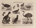Atlas of Brazil's Wildlife Pl22 - Rodolpho von Ihering — artwork view