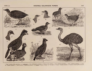Atlas of Brazil's Wildlife Pl22 - Rodolpho von Ihering — artwork view