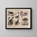 Atlas of Brazil's Wildlife Pl22 - Rodolpho von Ihering — framed artwork on a wall