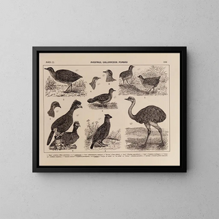 Atlas of Brazil's Wildlife Pl22 - Rodolpho von Ihering — framed artwork on a wall