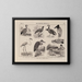 Atlas de la faune du Brésil Pl23 - Rodolpho von Ihering — framed artwork on a wall