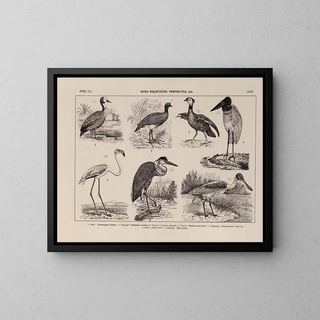 Atlas de la faune du Brésil Pl23 - Rodolpho von Ihering — framed artwork on a wall
