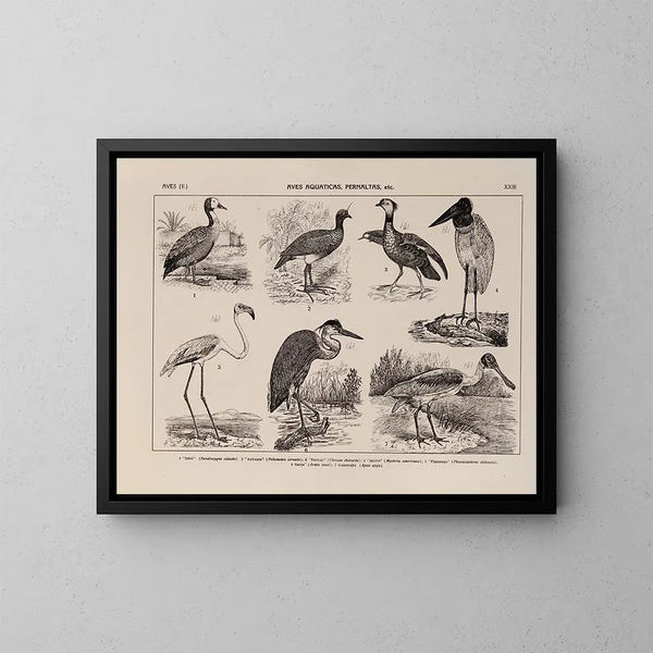 Atlas de la faune du Brésil Pl23 - Rodolpho von Ihering — framed artwork on a wall