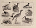 Atlas de la faune du Brésil Pl24 - Rodolpho von Ihering — artwork view