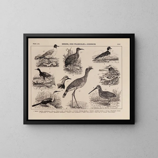 Atlas de la faune du Brésil Pl24 - Rodolpho von Ihering — framed artwork on a wall