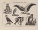 Atlas de la faune du Brésil Pl25 - Rodolpho von Ihering — artwork view